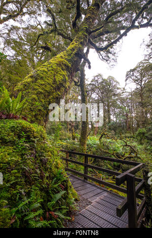 Via al Lago cadono Mariano situato nel Parco Nazionale di Fiordland, Milford Sound, Nuova Zelanda Foto Stock