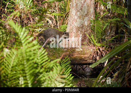 Raccoon attraversando un registro a cavatappi palude Foto Stock