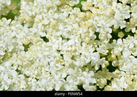 Anziano, Elderflower o Elderberry (sambucus nigra), primo piano dei fiori bianchi prodotti in primavera. Foto Stock