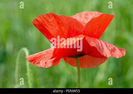 Campo Papavero (Papaver rhoeas), noto anche come comune papavero, close up di un unico fiore.. Foto Stock