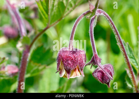 Acqua (Avens geum rivale), talvolta noto come Billy pulsante, close up della depressione fiori con boccioli. Foto Stock
