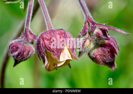 Acqua (Avens geum rivale), talvolta noto come Billy pulsante, close up della depressione fiori con boccioli. Foto Stock