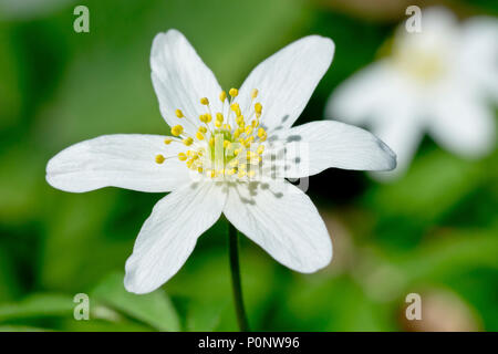 Legno (Anemone Anemone nemorosa ,), in prossimità di un unico fiore. Foto Stock