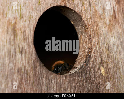 Tree bumblebee, Bombus hypnorum, nella scatola di nido, England, Regno Unito Foto Stock