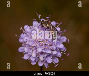 Solco comune bee, Lasioglossum calceatum, maschio, su field scabious, Knautia arvense, Shropshire, Inghilterra, Regno Unito Foto Stock