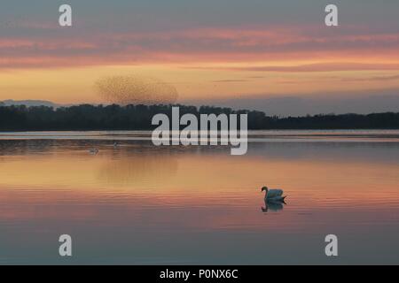 Starling murmuration e cigni, Aqualate semplice, Staffordshire, England, Regno Unito Foto Stock