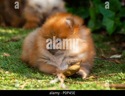 Pomerania cucciolo di cane ritratto nel giardino Foto Stock