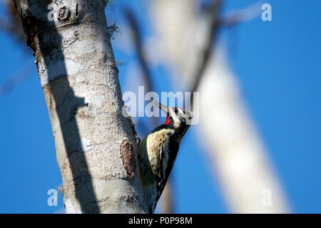 Yellow-Bellied Sapsucker Foto Stock