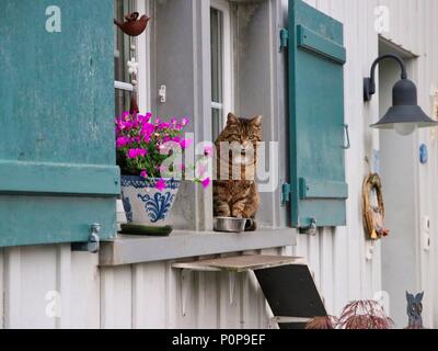 Gatto nella parte anteriore della finestra Foto Stock
