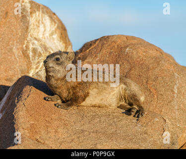 Un peloso little rock dassie relax sulle rocce un tardo pomeriggio sun Foto Stock