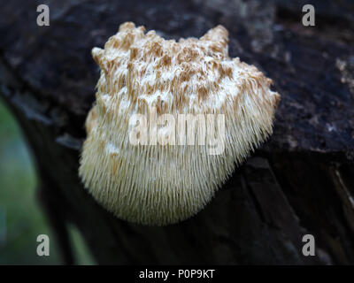 Hericium erinaceus - Lion's mane fungo Foto Stock