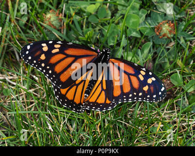 Femmina farfalla monarca (Danaus plexippus) nello stato di New York, Stati Uniti d'America Foto Stock