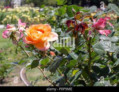 Arancione Rosa a San Jose Municipal Rose Garden, San Jose California Foto Stock