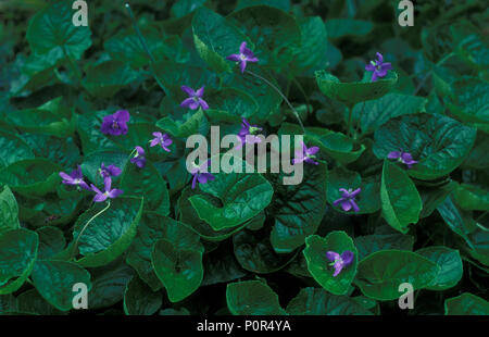 VIOLA ODORATA COMUNEMENTE CONOSCIUTA COME VIOLA ODORATA INGLESE, DOLCE O DA GIARDINO. Foto Stock