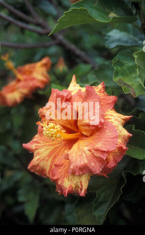 Arancio e giallo HIBISCUS ROSA-SINENSIS con gocce di pioggia Foto Stock