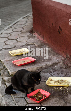 Black Cat street mangiare cibi che sono stati lasciati sul marciapiede Foto Stock