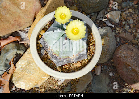 Cactus e piante grasse Astrophytum myriostigma Foto Stock