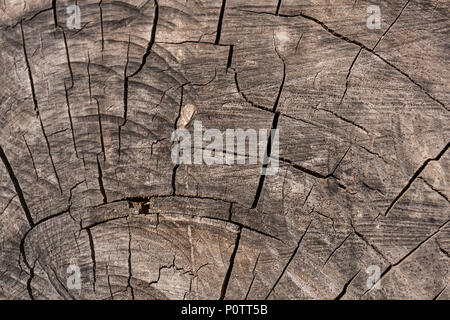 Naturale in legno stagionato fratturato con rotture radiali come sfondo. Foto Stock