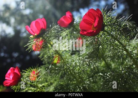 Fiore rosso di specie selvatiche di belle lasciava peonia (Paeonia tenuifolia) Foto Stock