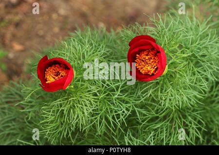 Fiore rosso di specie selvatiche di belle lasciava peonia (Paeonia tenuifolia) Foto Stock