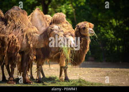 Tre cammelli Bactrian alimentare Foto Stock
