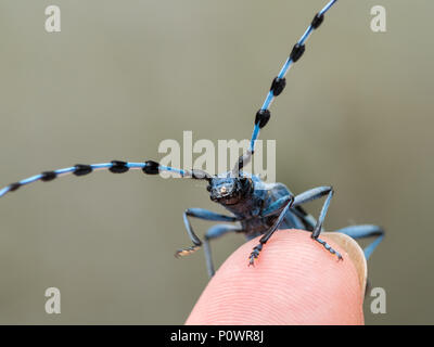 Alpino femminile longhorn beetle (Rosalia alpina, Cerambycidae) seduto su un dito Foto Stock