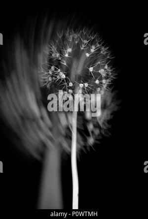 Close-Up di aglio fiore testa (Allium sativum) contro lo sfondo nero (doppia esposizione) Foto Stock