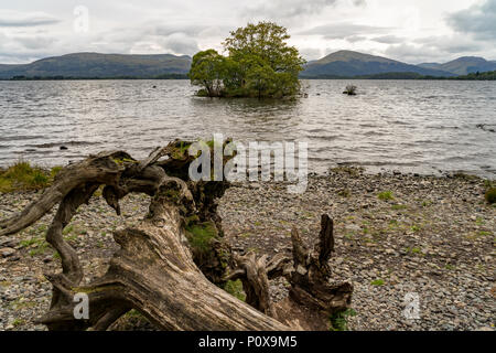 Un secondo la guida Lonely albero in mezzo alle calme acque della baia di milarrochy Loch Lomond Scozia Scotland Foto Stock