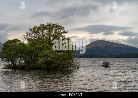 Un secondo la guida Lonely albero in mezzo alle calme acque della baia di milarrochy Loch Lomond Scozia Scotland Foto Stock