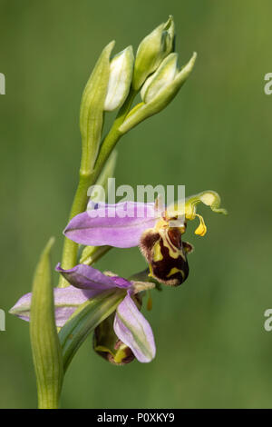 Il 6 giugno 2018 e un'ape fioriture di orchidee su Collard Hill in Somerset Foto Stock