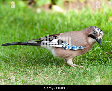 Un Jay alla ricerca di cibo su un prato in un giardino in Alsager Cheshire England Regno Unito Regno Unito Foto Stock