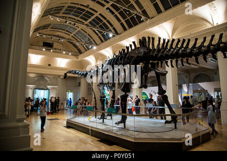 Birmingham, Regno Unito. Il 10 giugno 2018. Dippy on tour è il Museo di Storia Naturale di scheletro Diplodocus noto come Dippy sarà sul display dal 26 maggio fino al 9 settembre è un libero ticketed event Foto Stock