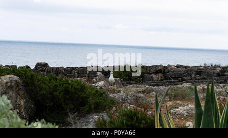 Il bianco e il grigio seagull bird passeggiate sulle rocce Foto Stock