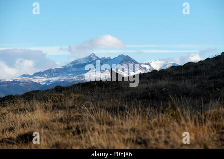 Wild Patagonia adulto puma seduti sul pendio guardando fuori attraverso la montagna e ghiacciai della Patagonia Meridionale Icecap. Foto Stock