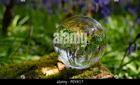 Foto di cristallo sfera di ingrandimento nella foresta che mostra riflessa e rifratta immagine invertita in vetro Foto Stock