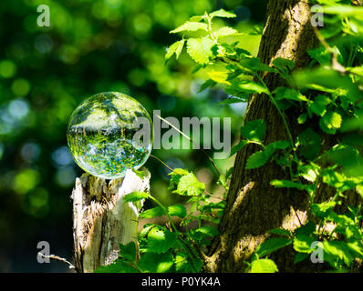 Foto di cristallo sfera di ingrandimento nella foresta che mostra riflessa e rifratta immagine invertita in vetro Foto Stock