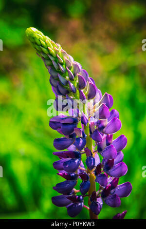 Close-up di violetto (viola) Lupinus polyphyllus o fiore di lupino su sfondo verde; copy-spazio Foto Stock