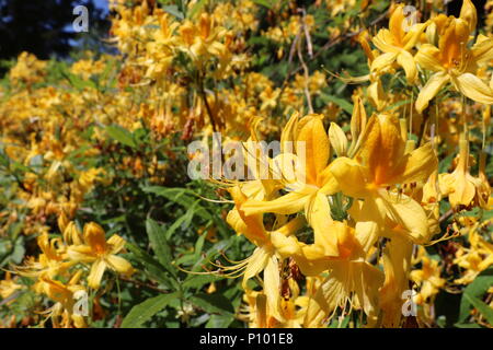 Close up di fiori gialli sulla boccola di rododendro Foto Stock