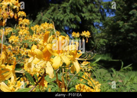 Close up di fiori gialli sulla boccola di rododendro Foto Stock