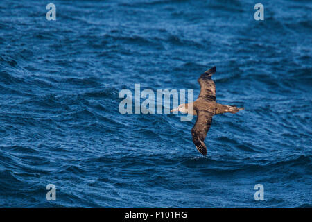 Nero-footed Albatross Diomedea nigripes NW di San Francisco, California, Stati Uniti 10 Maggio 2018 Diomedeidae adulti Foto Stock