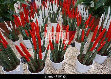 Divertimento rosso e bianco cactus rivestito in vasi sul display su un tavolo Foto Stock