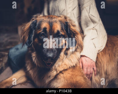 Una giovane donna è seduta sul pavimento come accarezzare un gigantesco leonberger cane Foto Stock