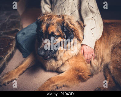 Una giovane donna è seduta sul pavimento come accarezzare un gigantesco leonberger cane Foto Stock