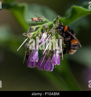 Una regina Buff-tailed Bumblebee, Bombus terrestris, su un cluster di Comfrey, consolida, che è in RHS è perfetta per impollinatori elenco. Foto Stock