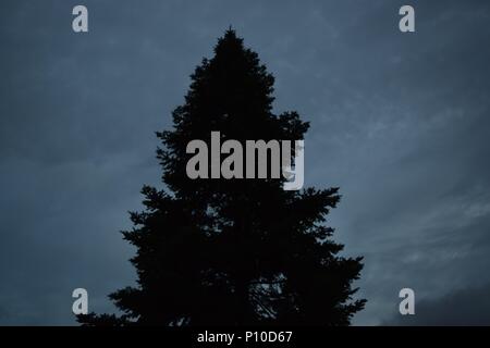 Silhouette di un albero di pino al mattino presto. Foto Stock