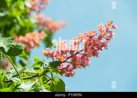 Blossom fiore di comune ippocastano in luce del sole di fronte cielo blu, Baviera, Germania Foto Stock