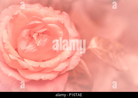 Sfocatura non focalizzato i petali di rose, abstract sfondo romance, pastello soffice e scheda di fiori Foto Stock