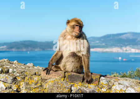Barbery Ape o Gibilterra monkey seduto su una parete in cima alla Rocca di Gibilterra contro una vivida scenic seascape Foto Stock