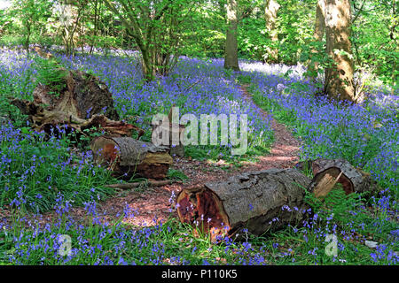 English Bluebell legno in primavera, Cheshire, Inghilterra, Regno Unito Foto Stock