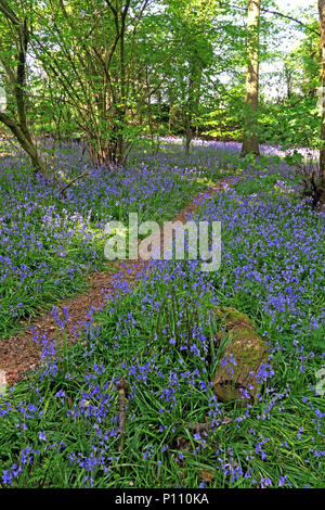 English Bluebell legno in primavera, Cheshire, Inghilterra, Regno Unito Foto Stock